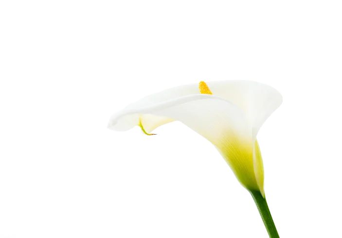 Image of a lily flower